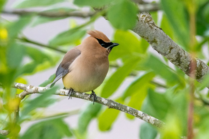 D85_0687.jpg - Cedar Waxwing