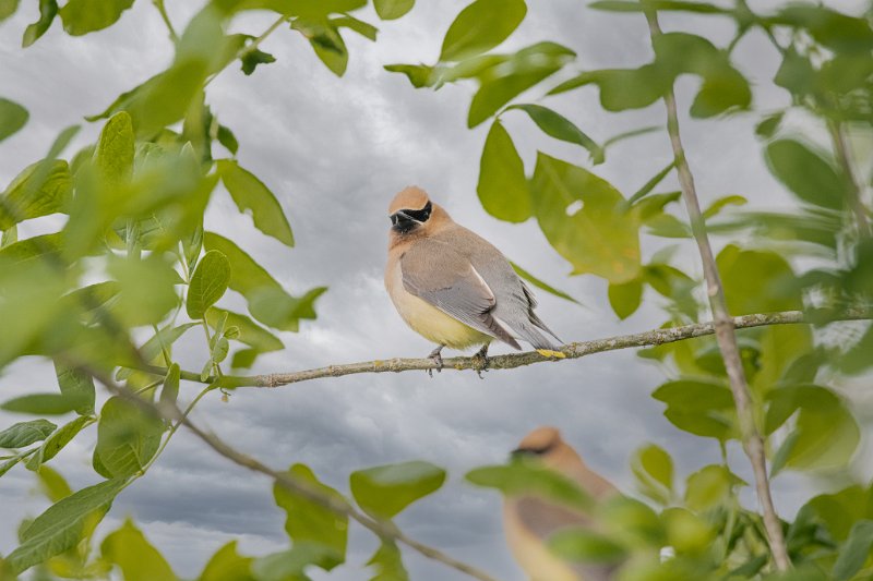 D85_0689-Edit.jpg - Cedar Waxwing