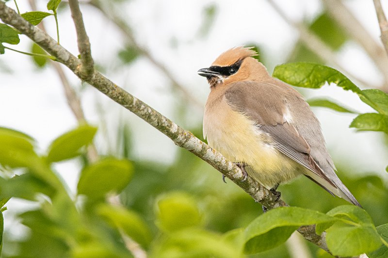 D85_0695.jpg - Cedar Waxwing