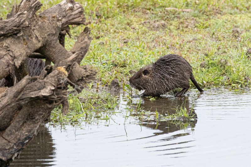 D85_0700.jpg - Nutria