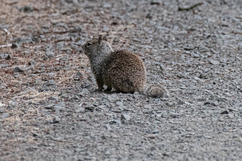 D85_0710.jpg - Squirrel!