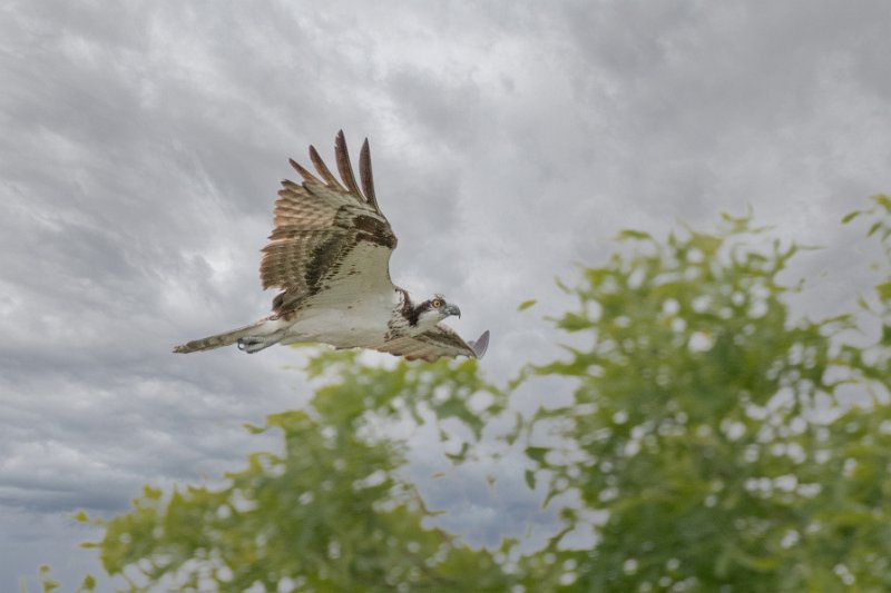 D85_0713-Edit.jpg - Osprey