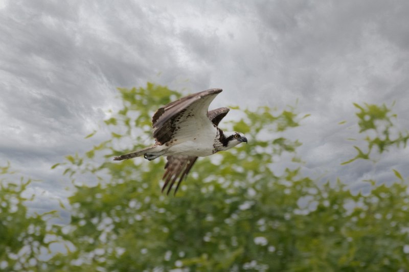 D85_0714-Edit.jpg - Osprey