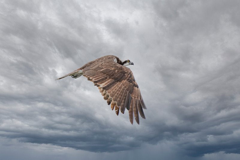 D85_0720-Edit.jpg - Osprey