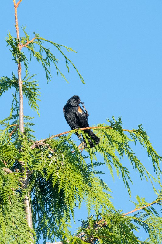 D85_1025.jpg - Red-winged Blackbird