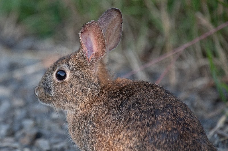 D85_1036.jpg - Bunnicula