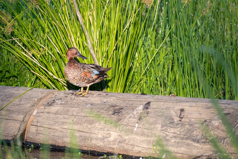 D85_1044.jpg - Quacker on a log