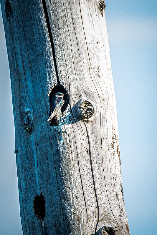 D85_1059.jpg - Tree Swallow