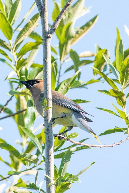 D85_1061.jpg - Cedar Waxwing