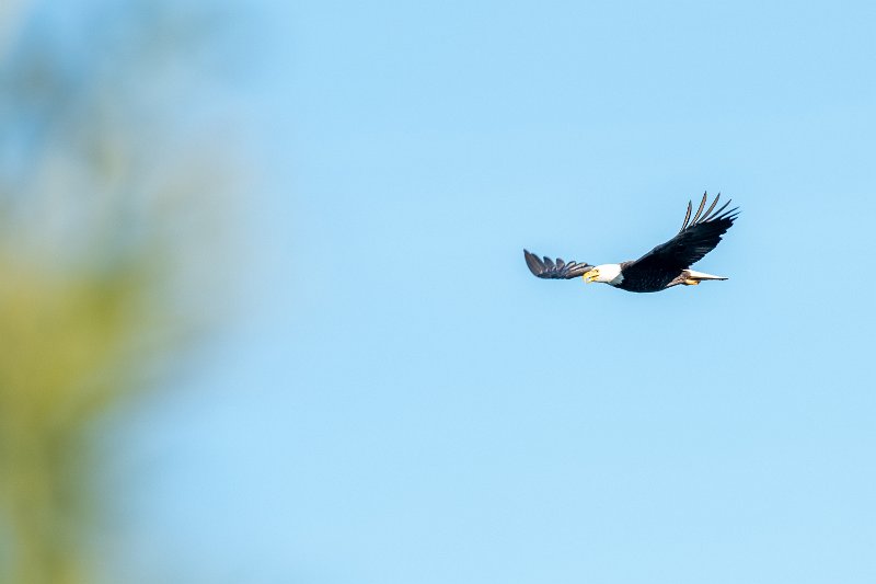 D85_1082.jpg - Bald Eagle