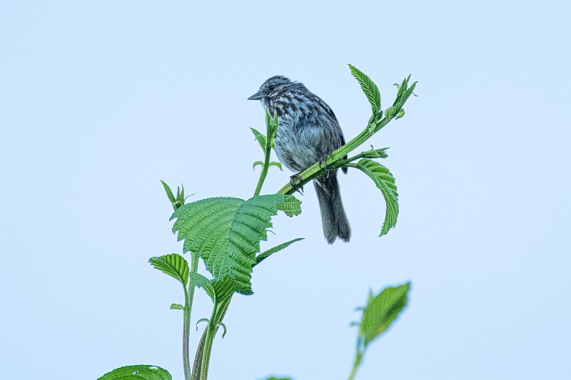 D85_1088.jpg - Song Sparrow