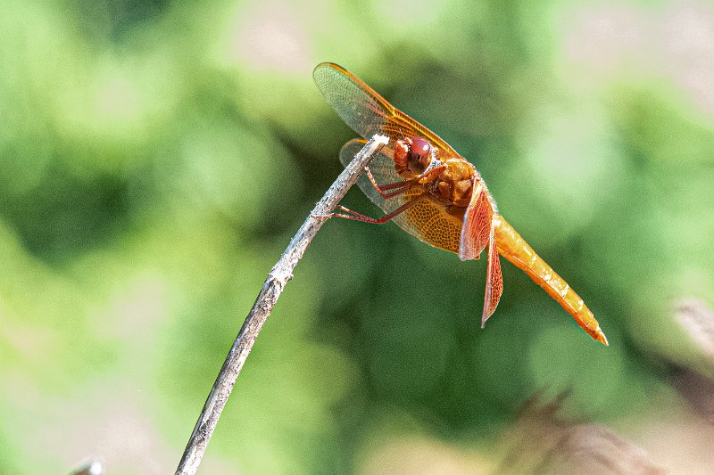 D85_1222.jpg - Flame Skimmer