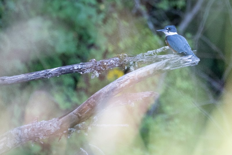 D85_1319.jpg - Belted Kingfisher