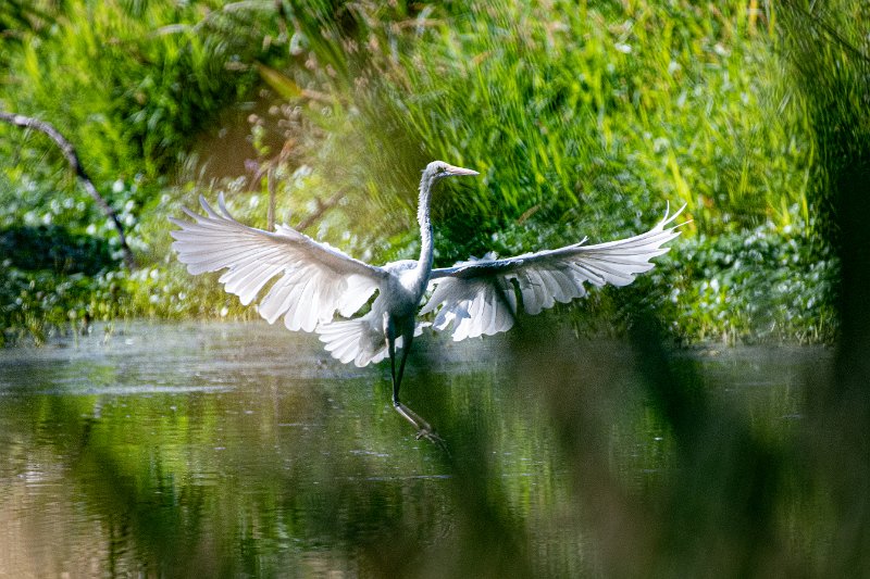 D85_1342.jpg - Great Egret