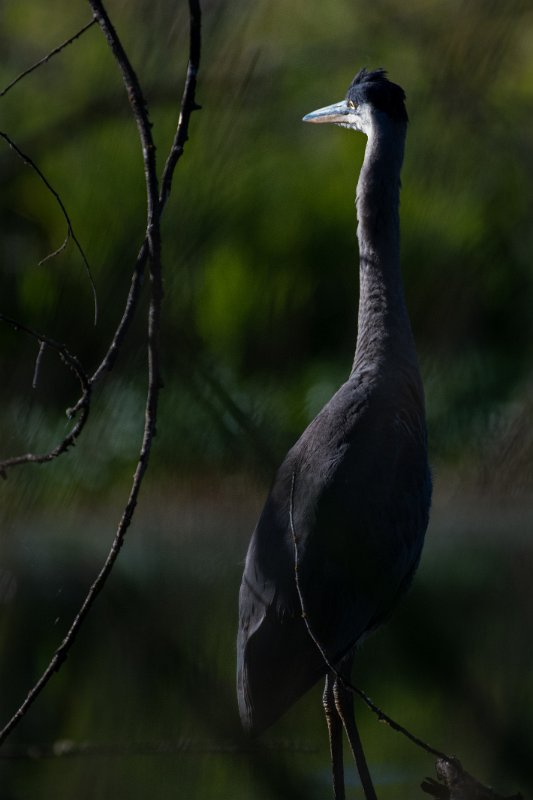 D85_1343.jpg - Great Blue Heron