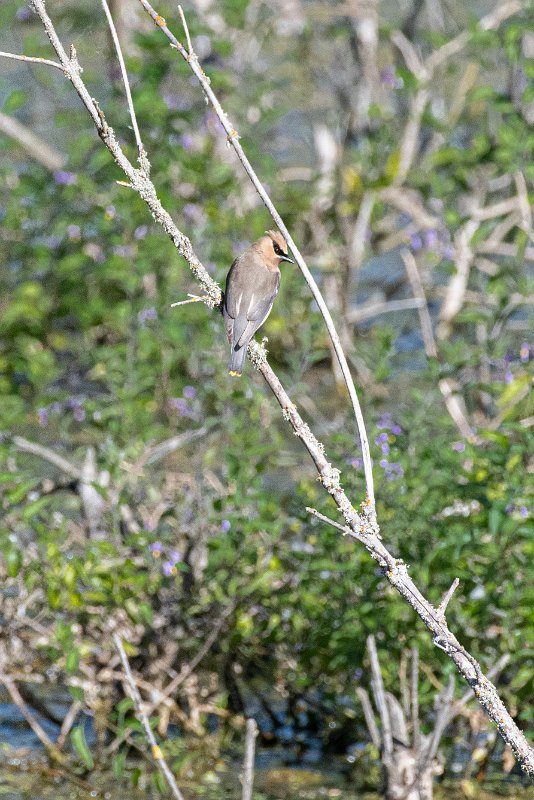 D85_1386.jpg - Cedar Waxwing