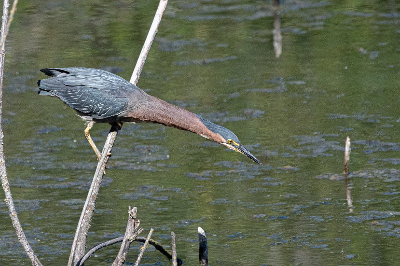 D85_1394.jpg - Green Heron