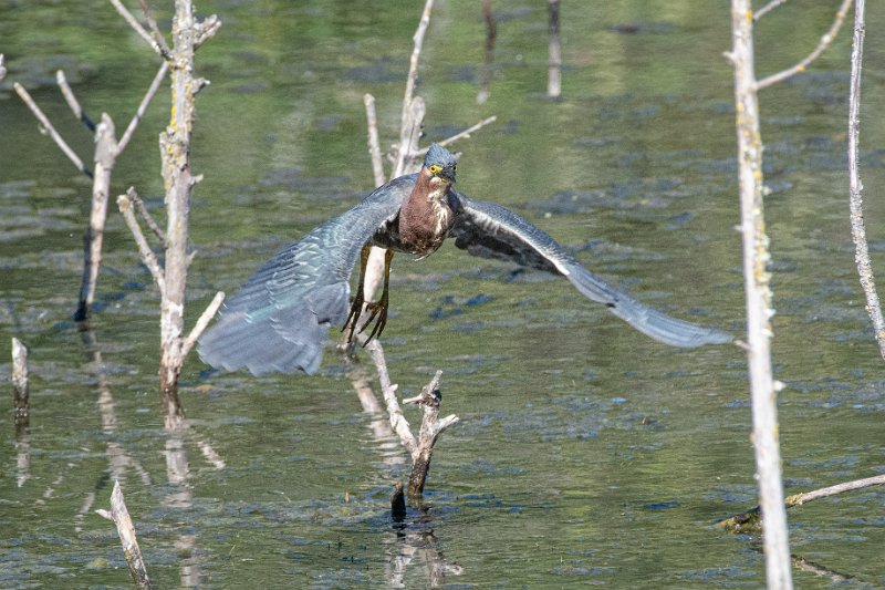 D85_1401.jpg - Green Heron