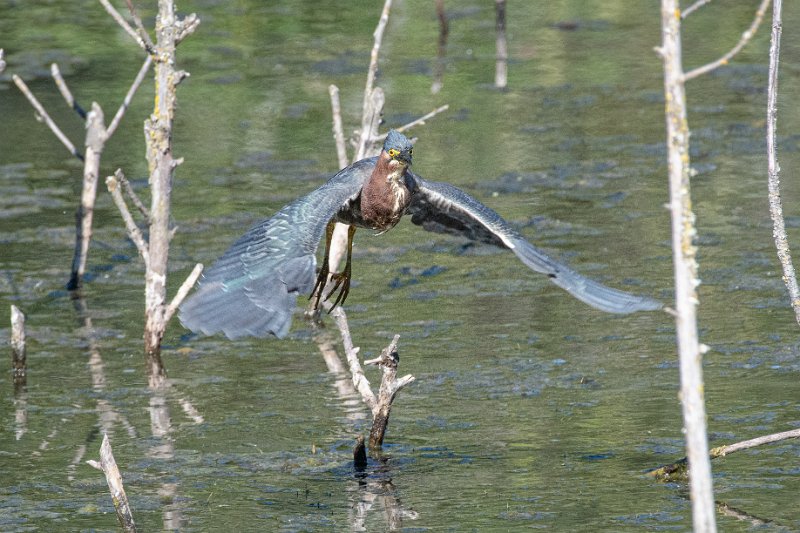 D85_1401.jpg - Green Heron