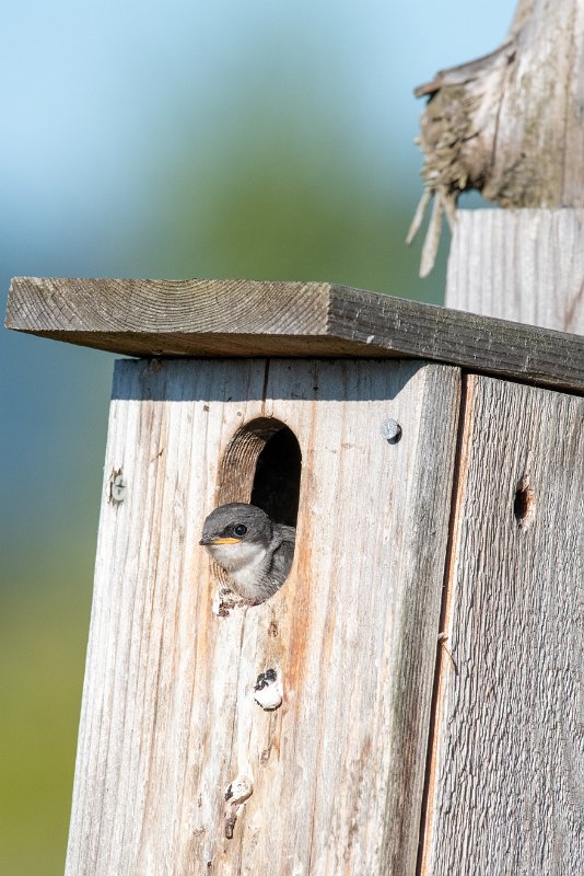 D85_1432.jpg - Tree Swallow