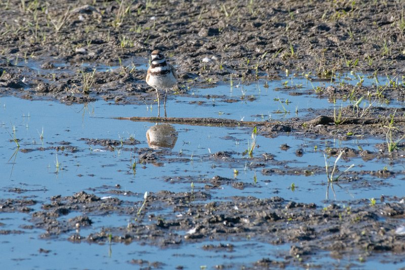 D85_1434.jpg - Killdeer