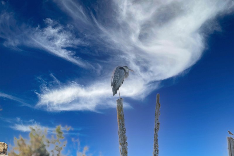 D85_1440-Edit.jpg - Great Blue Heron
