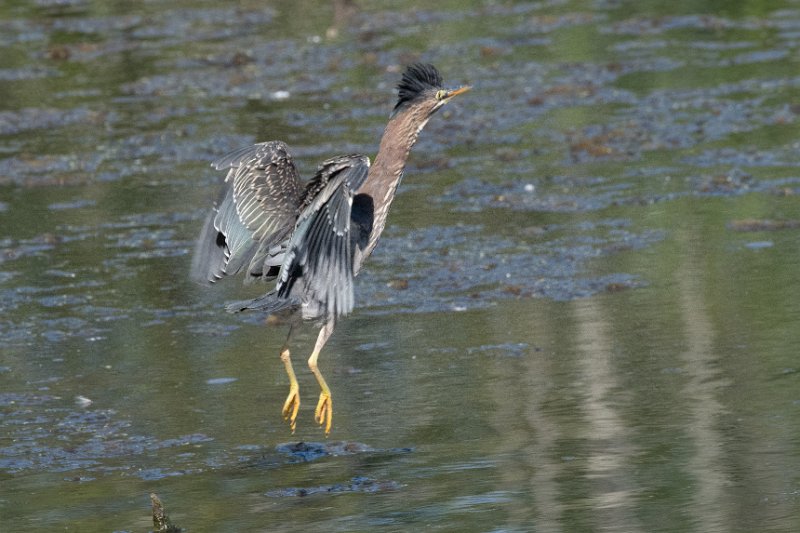 D85_1528.jpg - Green Heron