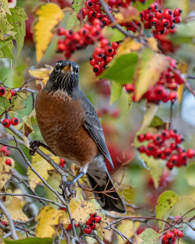 D85_2904.jpg - American Robin