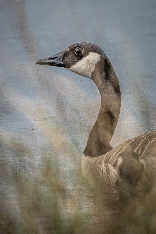 D85_7986.jpg - Canada Goose