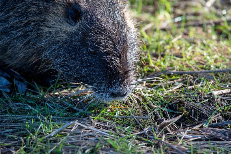 D85_9173.jpg - Nutria