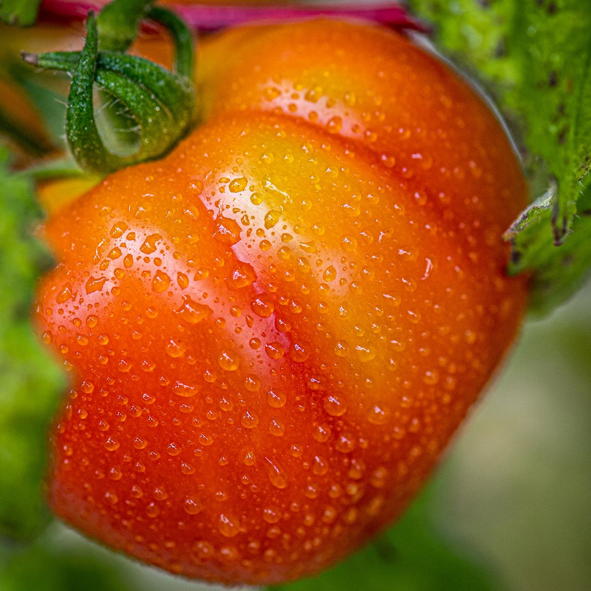 D05_3275.jpg - Wet Tomato