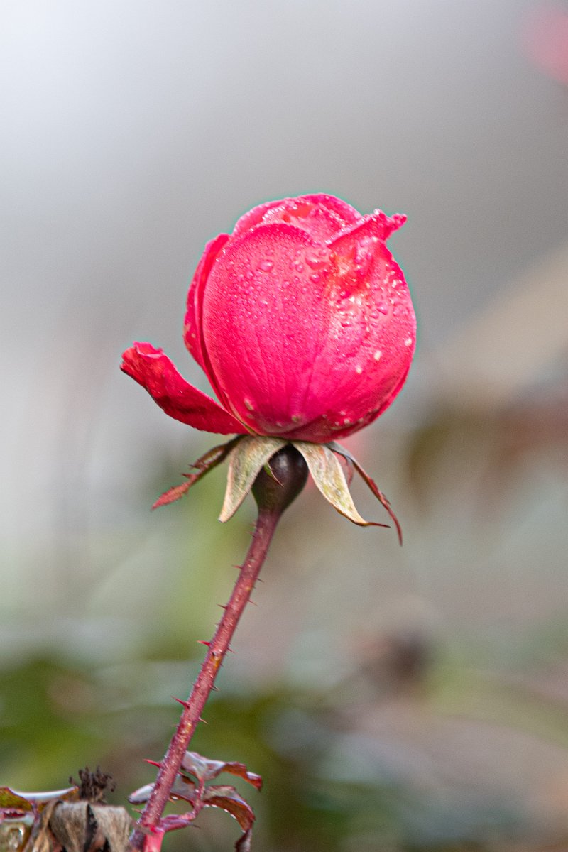 D05_5999.jpg - Red Flower