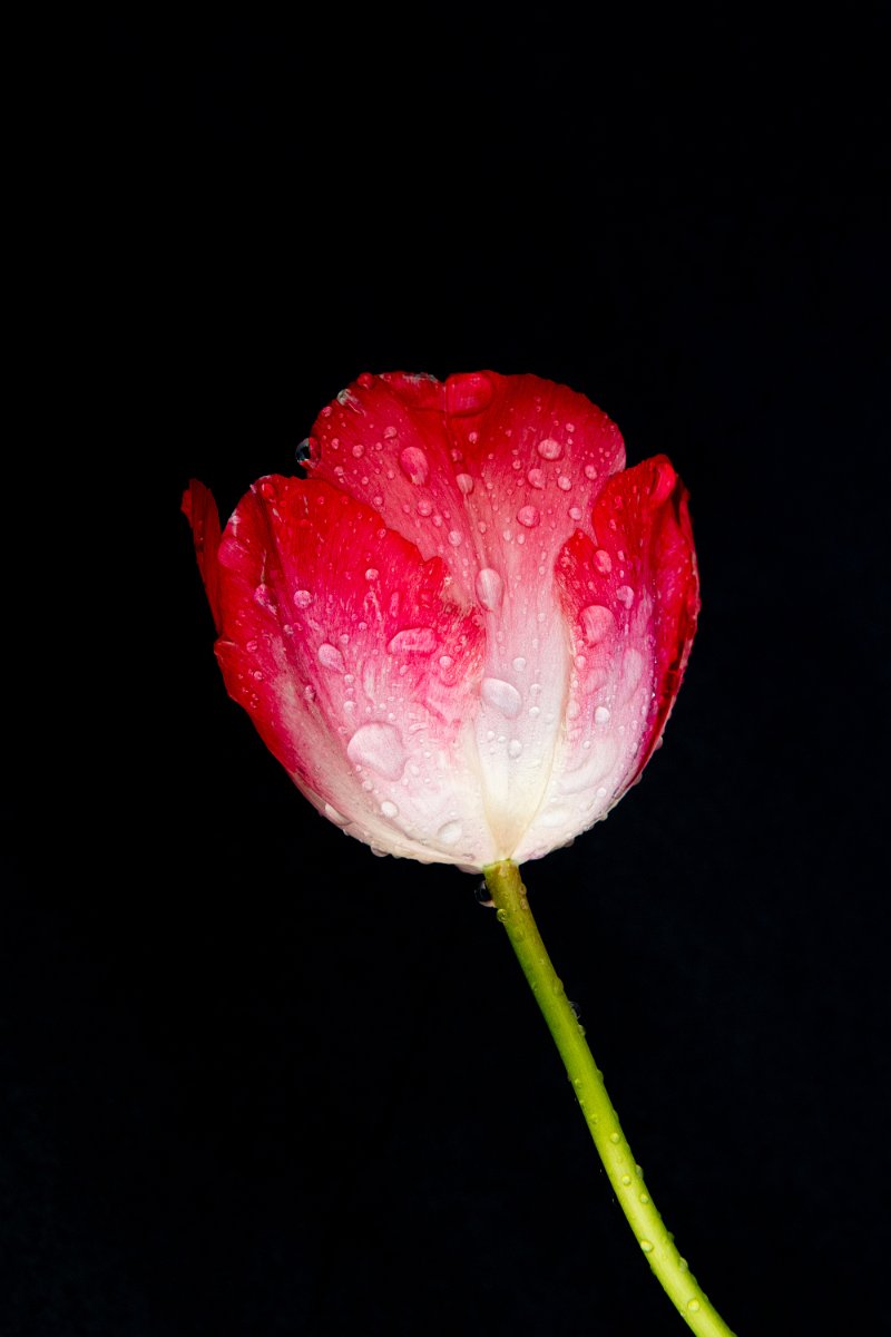 D05_9682.jpg - Red Flower #3