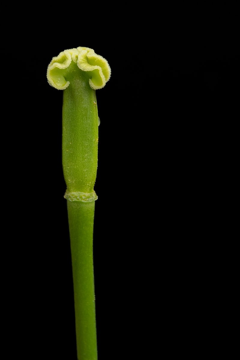 D05_9752.jpg - Growing
