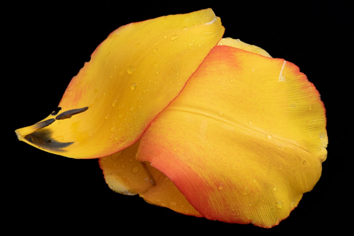 D05_9756.jpg - Yellow #3