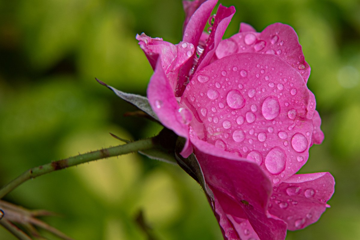 D05_9967.jpg - Purple Rain