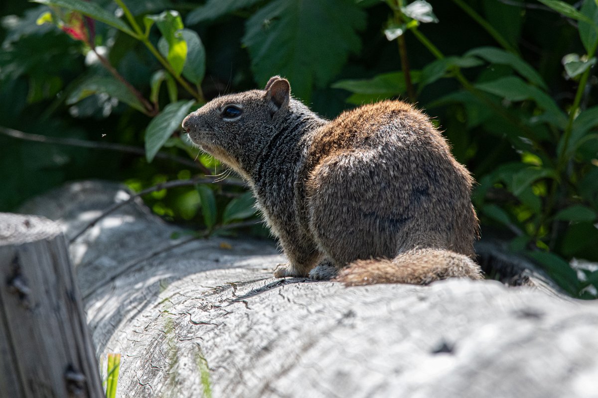 D85_8361.jpg - Squirrel!