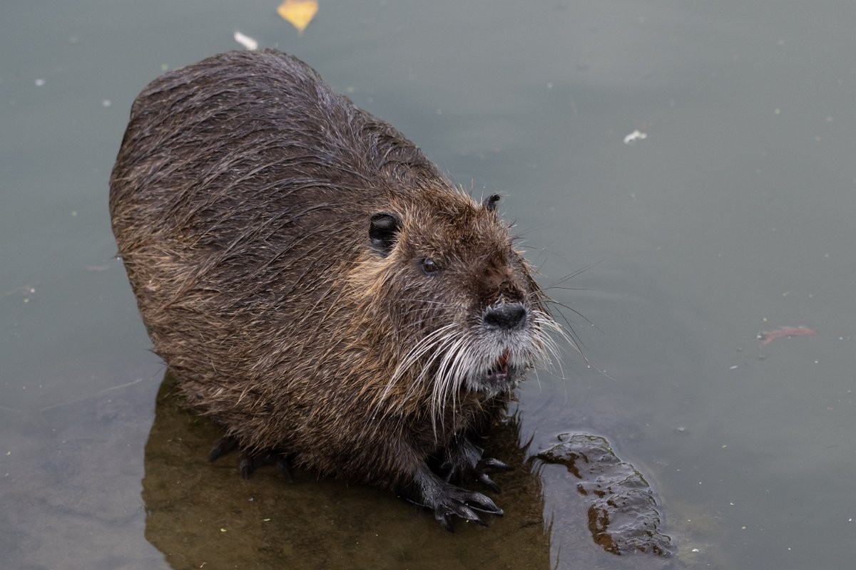 Z09_4059.jpg - Fat Nutria