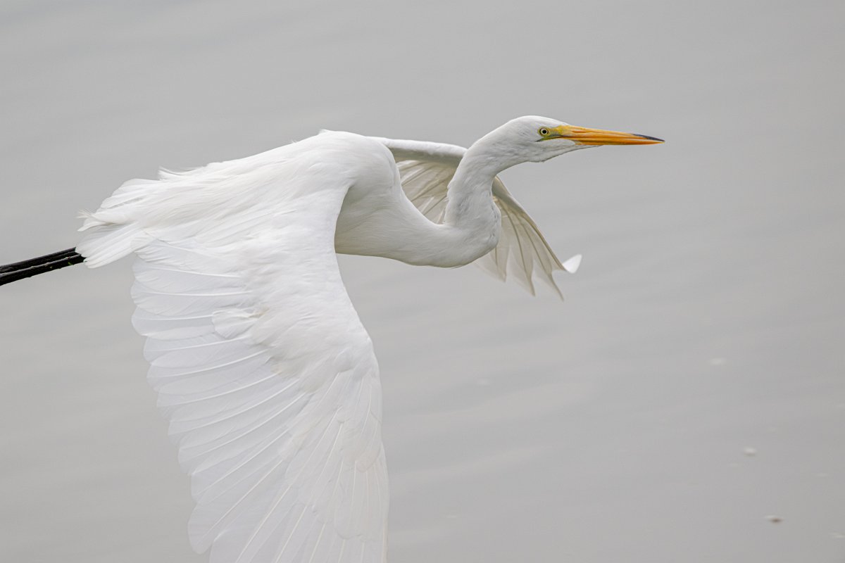 Z09_5540.jpg - Great Egret #1
