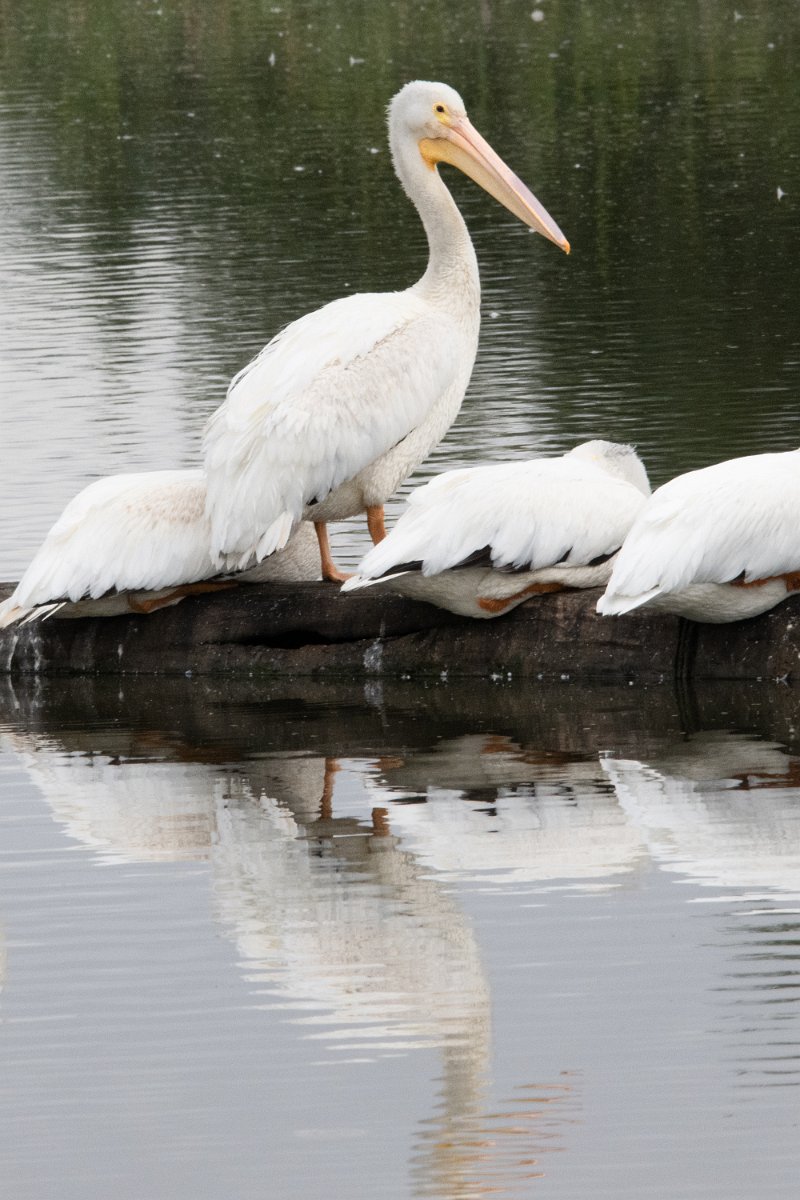 Z09_5670.jpg - Great Egret #2