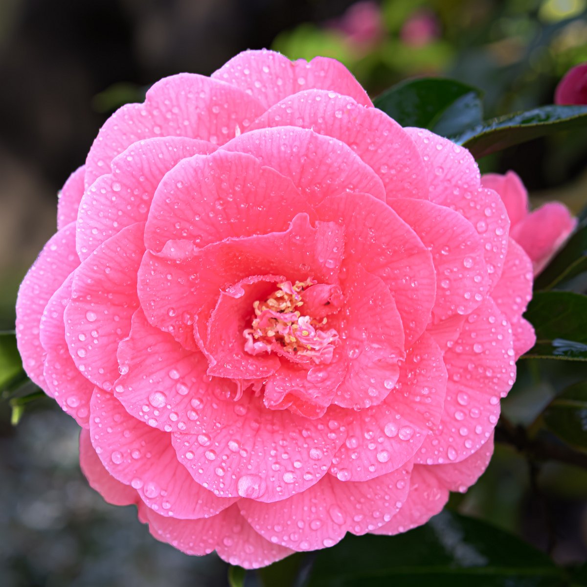 Z09_2758.jpg - Wet Red