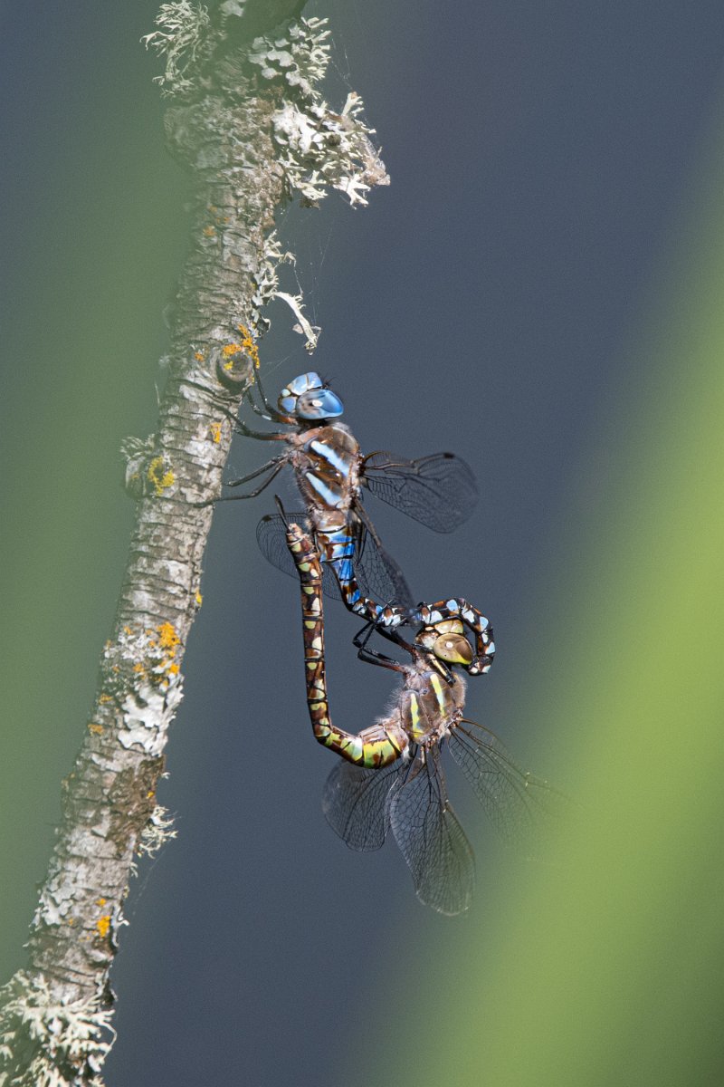 Z09_3341.jpg - Blue-eyed Darner