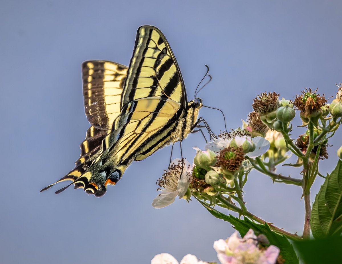 Z09_3406.jpg - Western Tiger Swallowtail