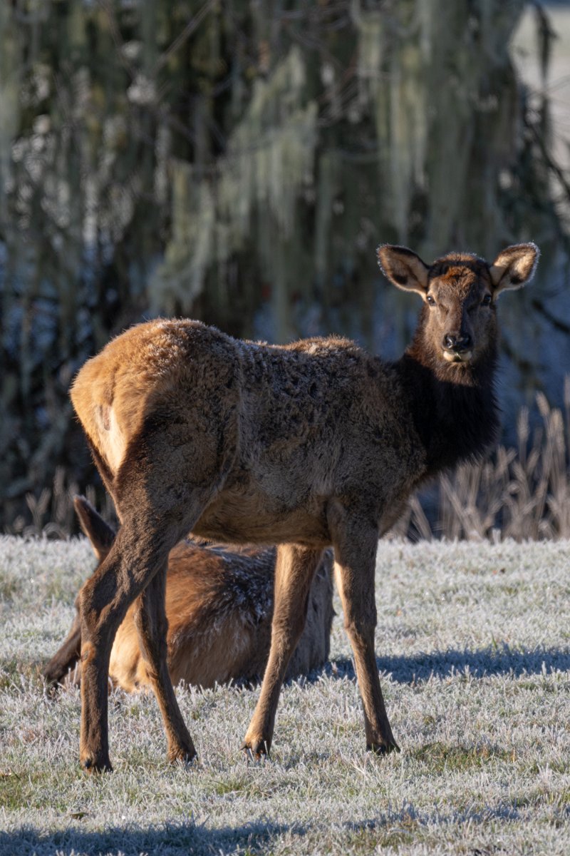 Z09_9079.jpg - Elk Near Jewell