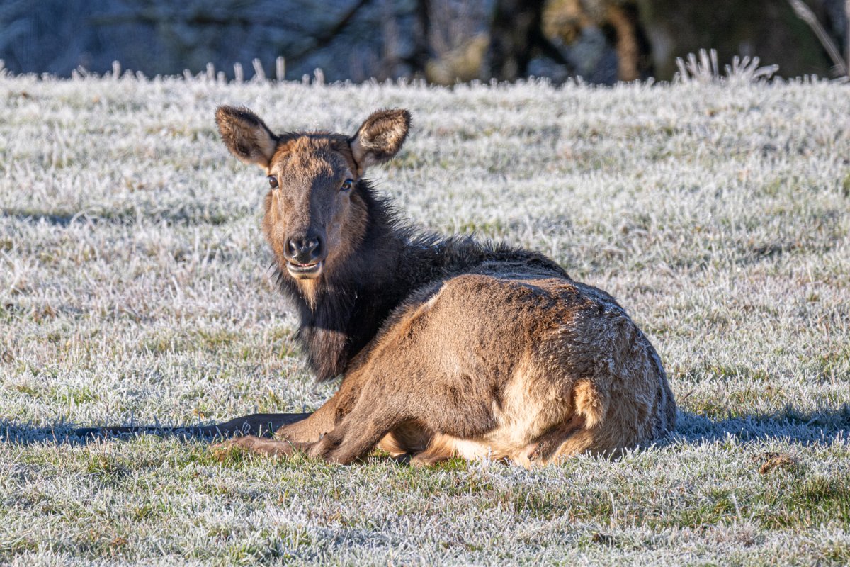 Z09_9084.jpg - Elk Near Jewell