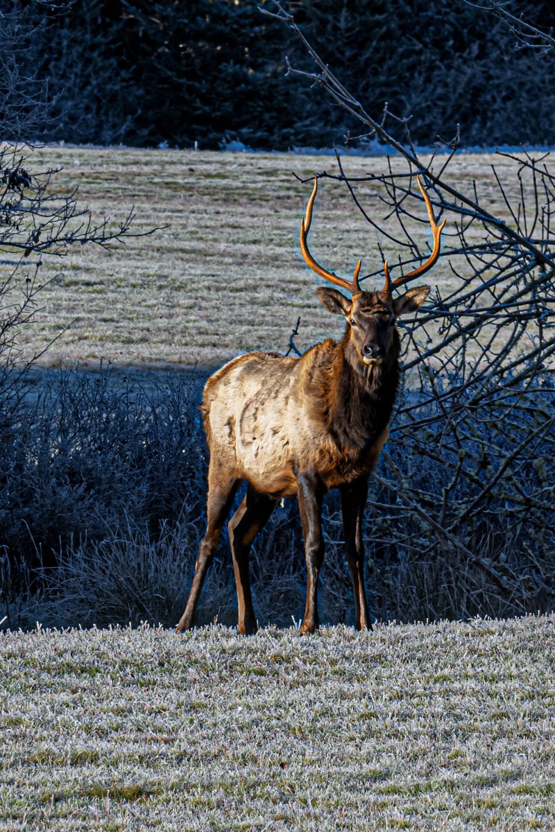Z09_9118-Edit.jpg - Elk Near Jewell