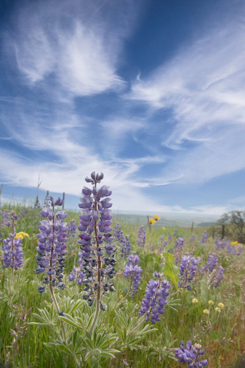 D85_7906-Edit.jpg - Wildflowers