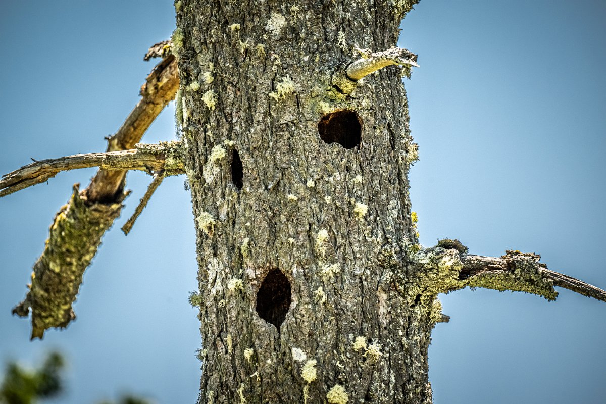 Z09_3062.jpg - Spooky Tree
