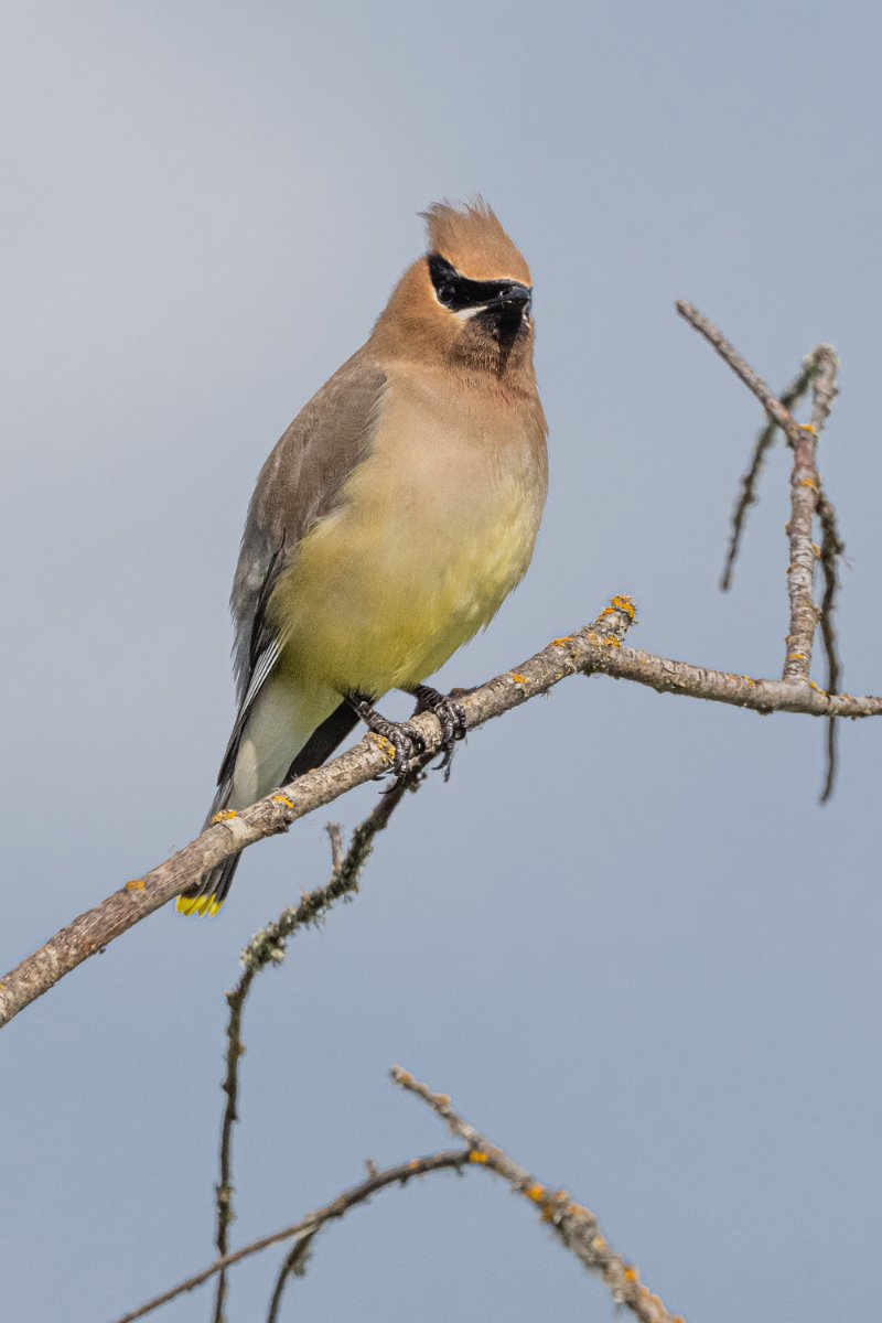 Z09_3243.jpg - Cedar Waxwing