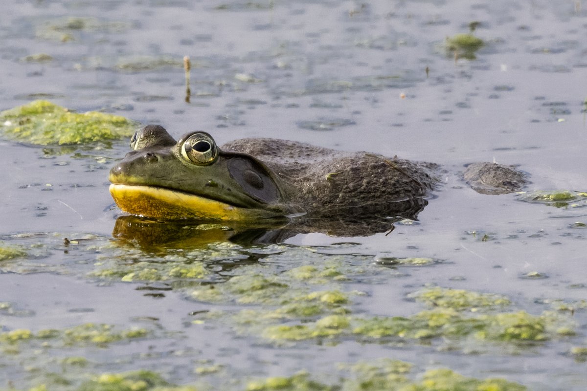 Z09_4409.jpg - American Bullfrog